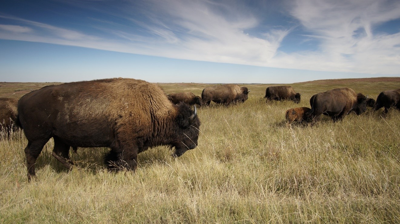 The Bison Project with the CLS Education Team provides students and educators the opportunity to learn about bison (shown in image), Indigenous Knowledge, and mainstream science.