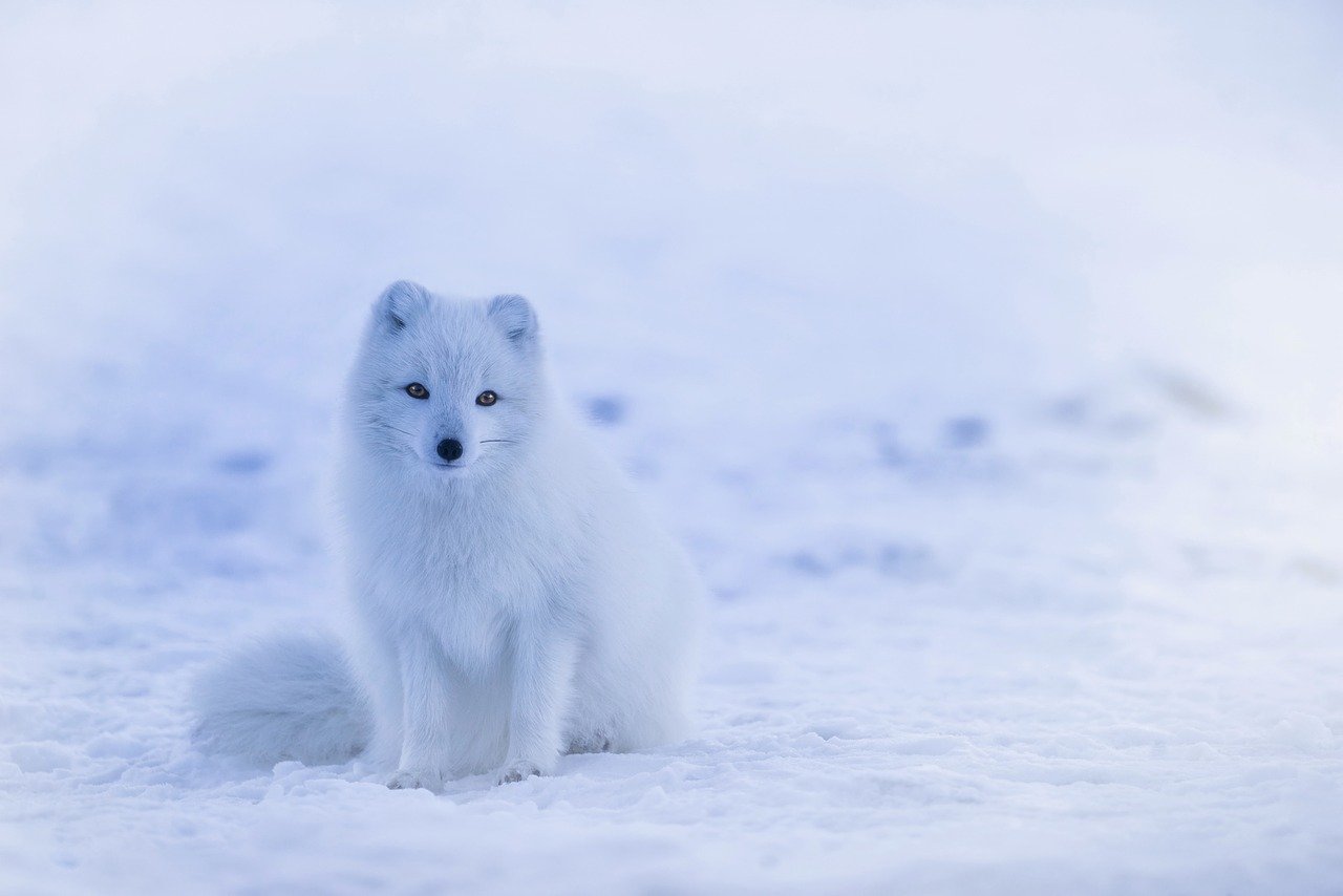The CLS Education team provides opportunities for educators and students to look at Arctic Fox (shown in image), Indigenous Knowledge, and mainstream science.