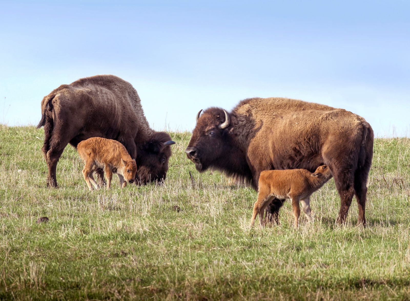 Adult bison and calves at Nachusa Grasslands. Image property of The Nature Conservancy.