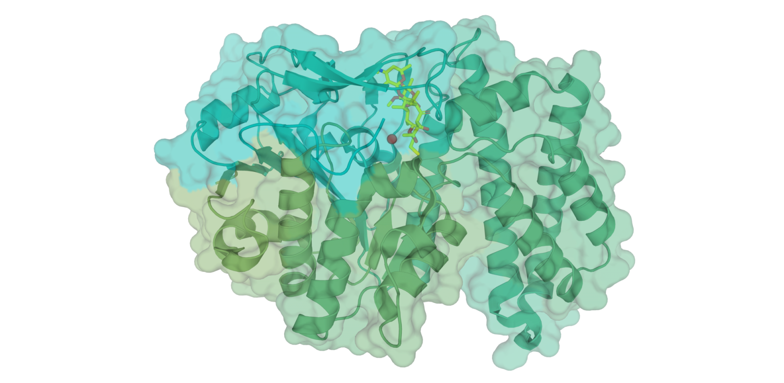 EreC enzyme in the process of conferring resistance to macrolide antibiotics.