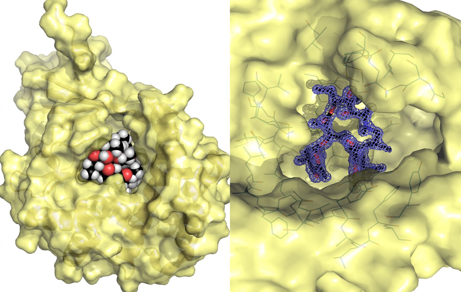 Left: An image of a bacterial kinase (in yellow) just before it renders a macrolide antibiotic (the black, white and red balls) useless Right: Closeup of the bacterial kinase and how it recognizes a macrolide antibiotic. The net is derived from the data measured at the CLS, which allowed Dr. Berghuis and co-workers to determine in exquisite detail how the macrolide antibiotics precisely interacts. This information is critical for design new antibiotics that are resistant to the resistance. Courtesy of Dr. Berghuis.