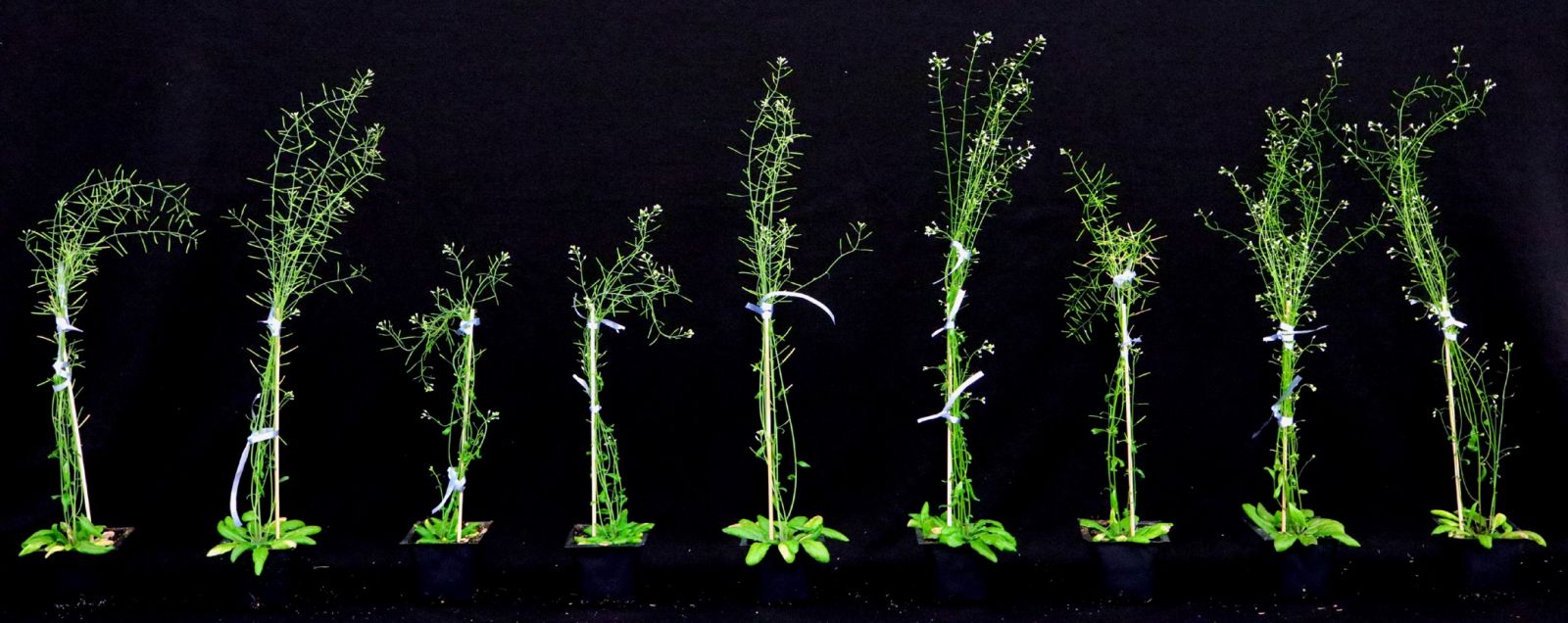 The team studied a variety of Arabidopsis phenotypes during the project.