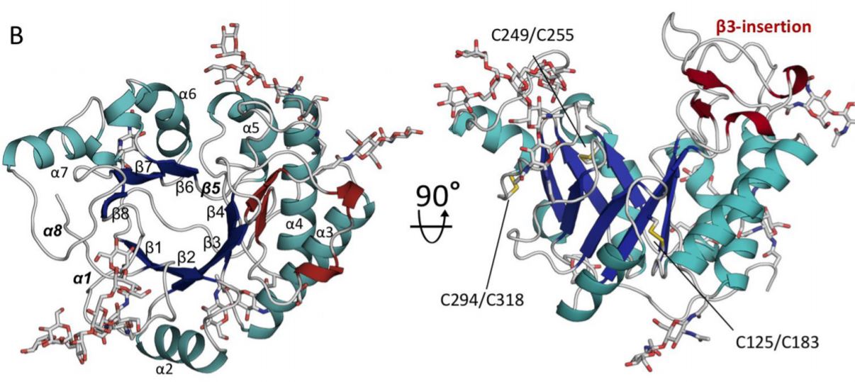 A representation of the crystal structure of barrel fold Ega3.