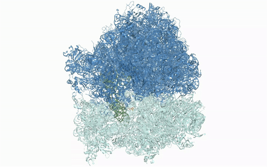 The three-dimensional atomic structure of the bacterial ribosome, illustrating where the antibiotic precisely binds to this molecular machine. The ribosome makes proteins by reading the genetic code of mRNA, and plazomicin precipitates errors in the reading of this genetic code, ultimately leading to the killing of the bacteria.