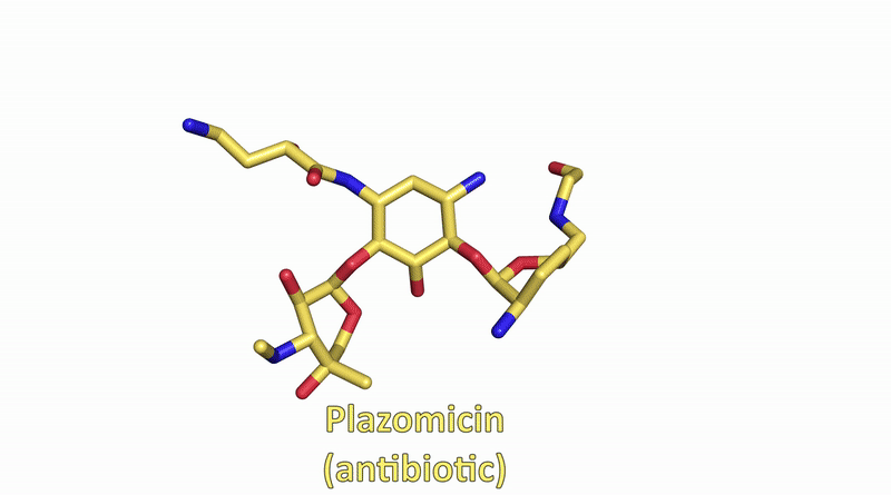 The atomic structure the antibiotic (plazomicin) and the three-dimensional atomic structures of the resistance causing enzyme (AAC(2’)-Ia) and the bacterial ribosome, highlighting where the antibiotic binds. The bacterial ribosome structure is the largest atomic structure thus far determined at the CLS.