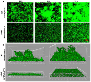 Biofilms produced by mutant and regular strains ofBordetella pertussis doi:10.1371/journal.pone.0028811.g003