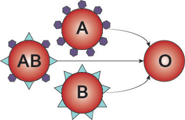 Researchers are working to develop an enzyme that would remove both A and B-type antigens from red blood cells, producing a type similar to O-type blood, the universal donor (illustrated here).