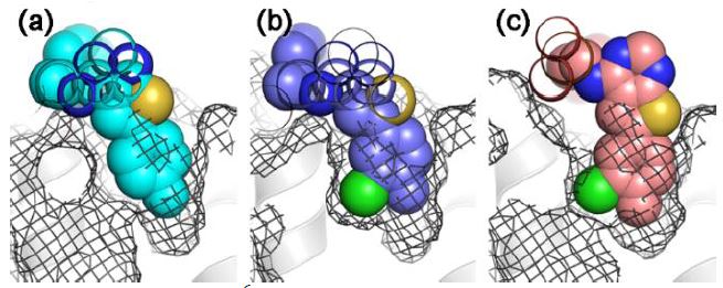 Sideview of (R)-enantiomeric C6-ThP-MP inhibitor binding in space-filling representation. (a) (R)-6d, (b) (R)-6f, and (c) (R)-6g.