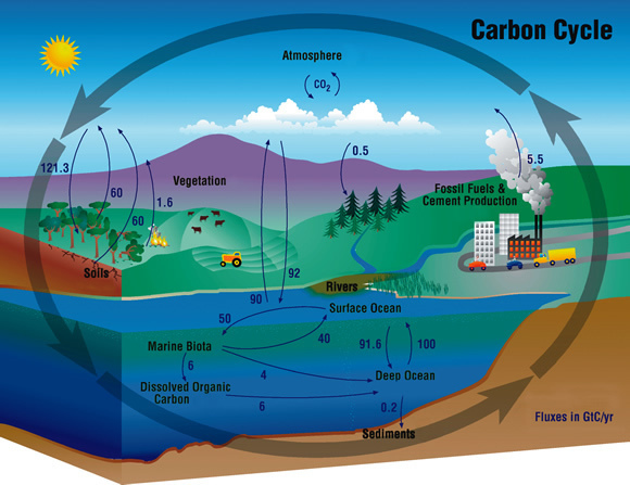 Diagram of the carbon cycle. Courtesy of NASA.
