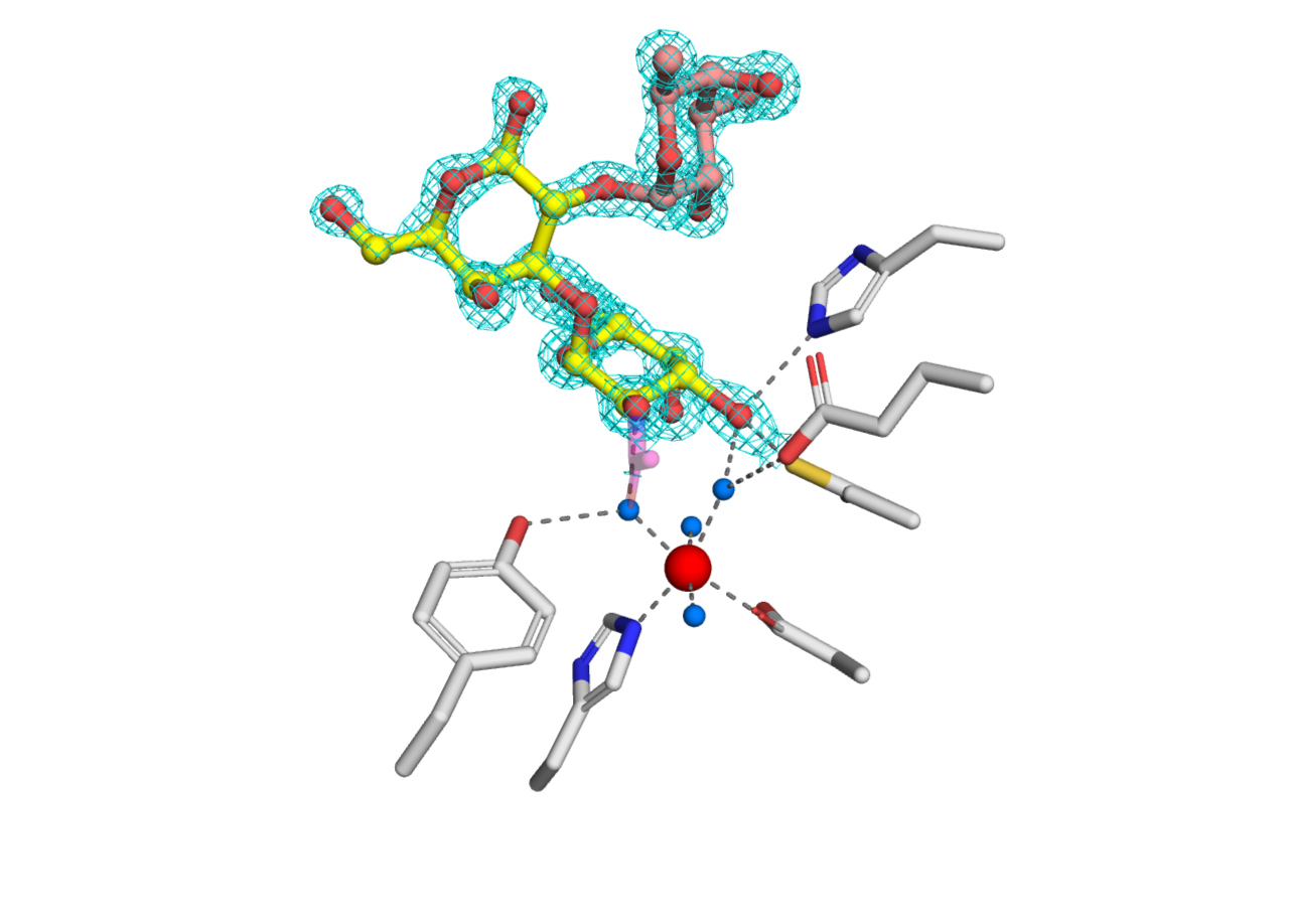 Active site of the GalNAc deacetylase (enzyme) with a substrate analogue bound.