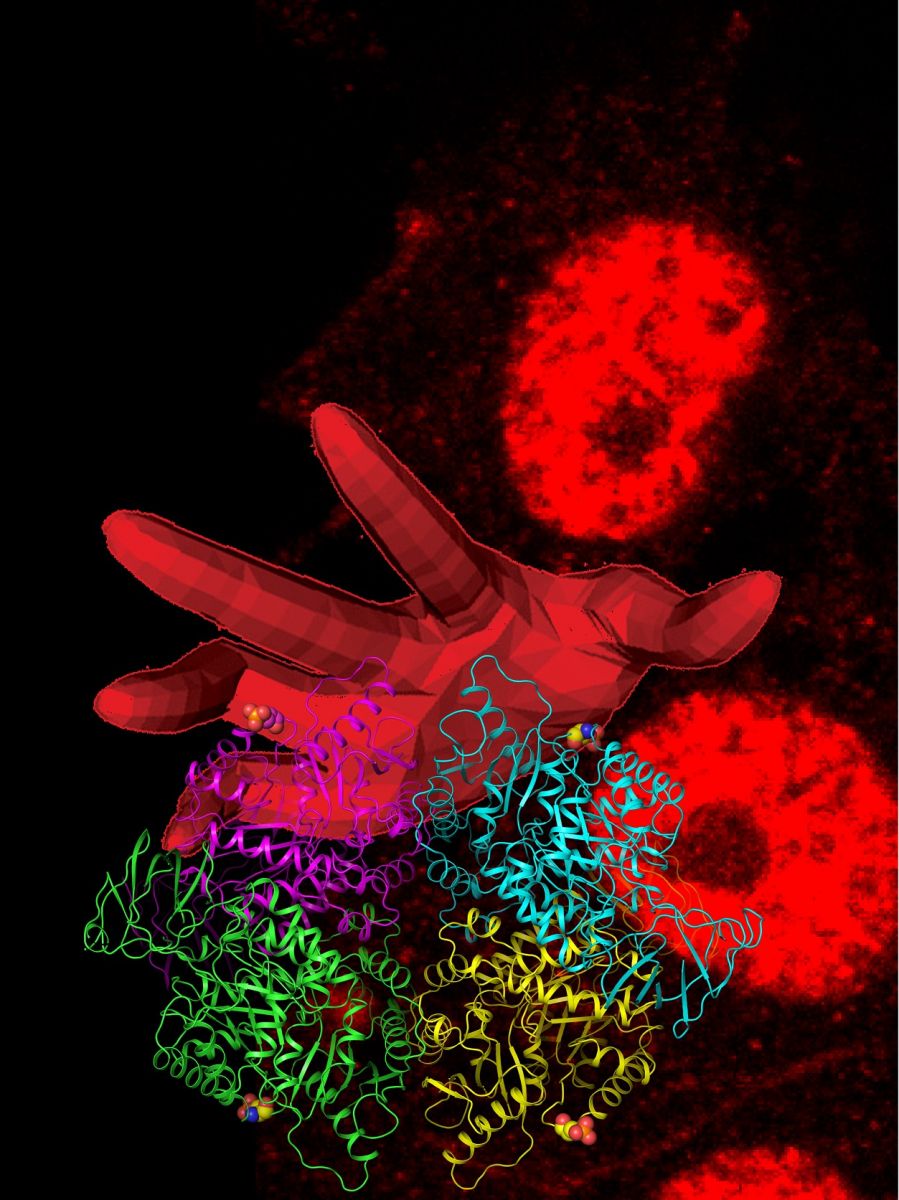 Gassaway et al. identified a phosphorylation site on pyruvate kinase linking it to cyclin dependent kinase (CDK) function in the liver. This new site is part of a CDK pathway stimulated by insulin resistance in vivo. Structural and biochemical characterization reveled that pyruvate kinase phosphorylation does not alter enzymatic activity. Instead phosphorylation dictates cellular compartmentalization. This image depicts the “hand” of CDK reaching out to sequester PKL in the hepatocyte nucleus. Art by J. Rinehart and B. Gassaway.