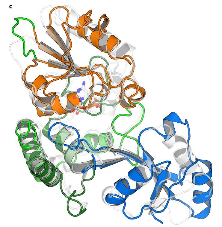 Structure of the KpsC enzyme that the scientists studied at the CLS.