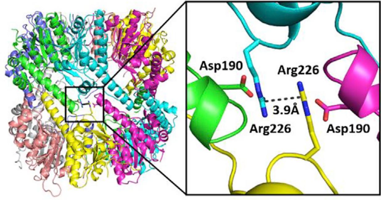 Interface of two heptamer rings in an apparently closed conformation of human mitochondrial ClpP.