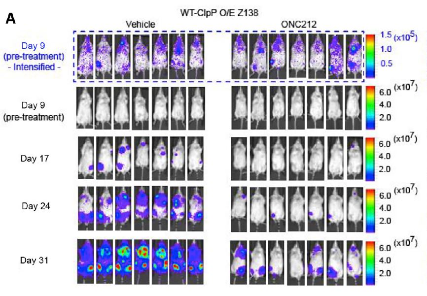 Measuring tumor burden in mice.