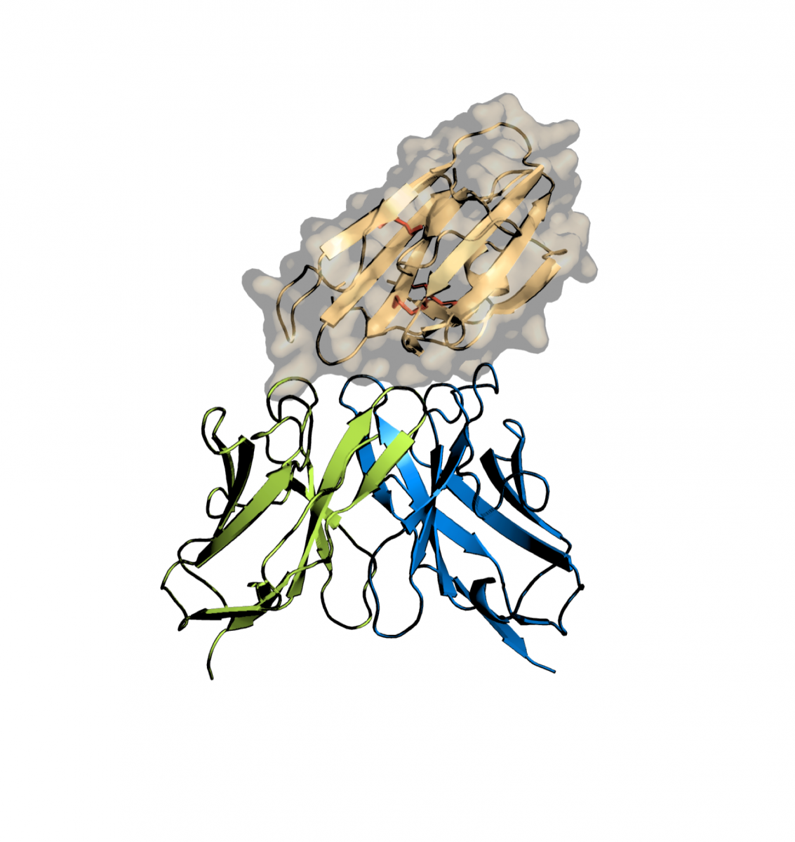 One of the structures of the malaria protein (orange) being recognized by the humanized blocking antibody (green and blue).