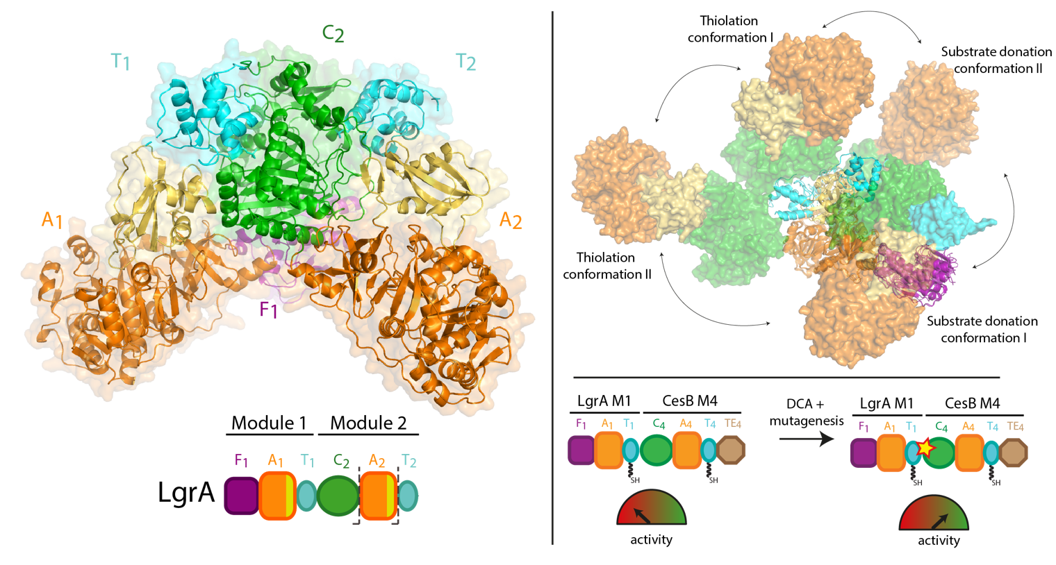 Structures of a dimodular NRPS protein reveal the central condensation state and infer very large conformational changes