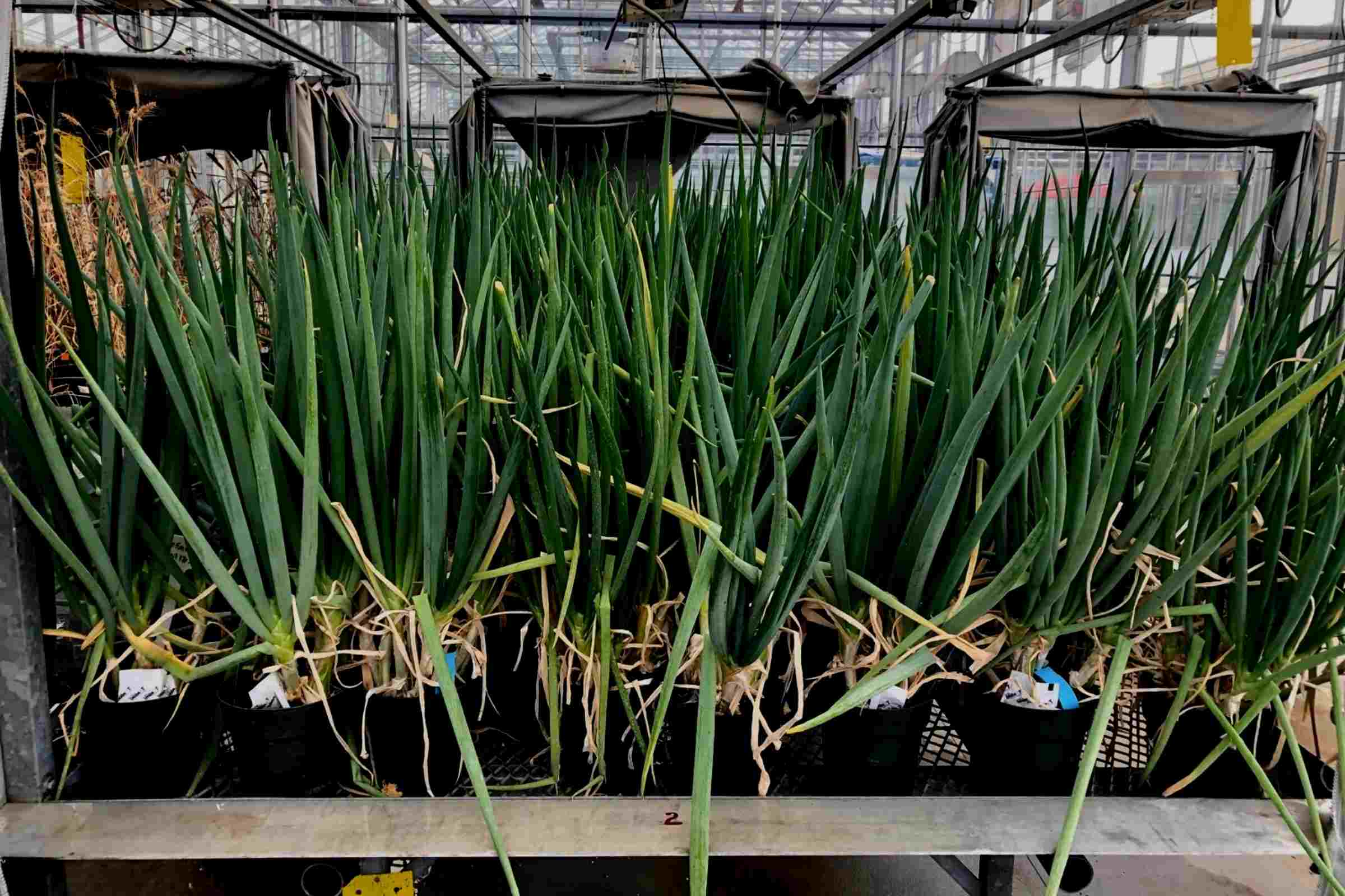Peeling onions to help crops withstand drought and disease Canadian Light Source