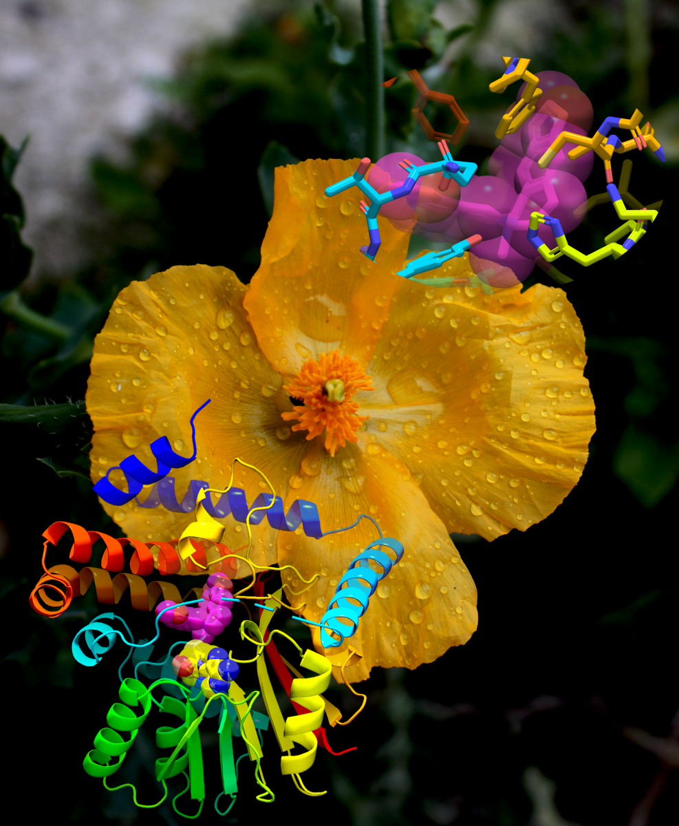 An overall view and active-site view of the crystal structure of tetrahydroprotoberberine-N-methyltransferase bound to the products S-adenosyl-L-homocysteine and (S)-cis-N-methylstylopine (PDB code 6P3O) are shown superimposed on the background image of a yellow horned poppy (Glaucium flavum), the plant from which the enzyme was derived. We gratefully acknowledge the use of the background image provided by David John Gibson, which is licensed under CC BY 2.0.