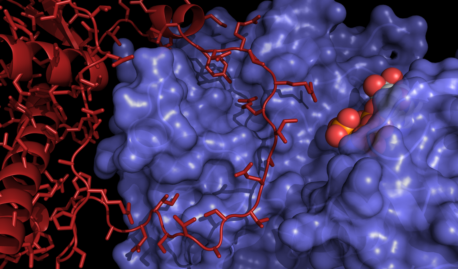 An enzyme, known as 'Protein Kinase A' (blue), delivering the phosphorylation tag to the Ryanodine Receptor domain (red) - the protein that delivers the calcium required for contraction of the heart.