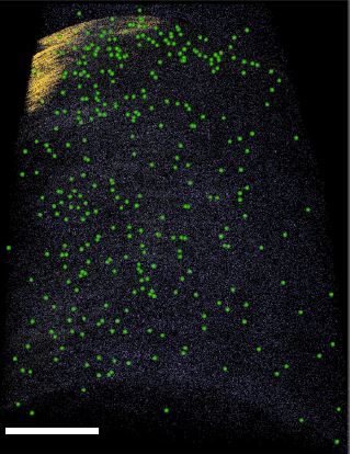 Reconstructed APT data for a region containing Fe-CNT catalyst.