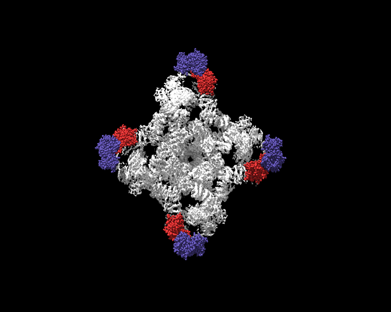 The full Ryanodine Receptor (grey) with the enzyme (blue) and the domain that receives the tag (red).