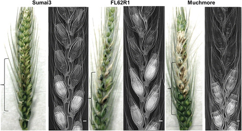 Images of diseased and healthy florets in the spikelets of wheat cultivars using phase contrast X-ray imaging at 4 days after inoculation with FHB.