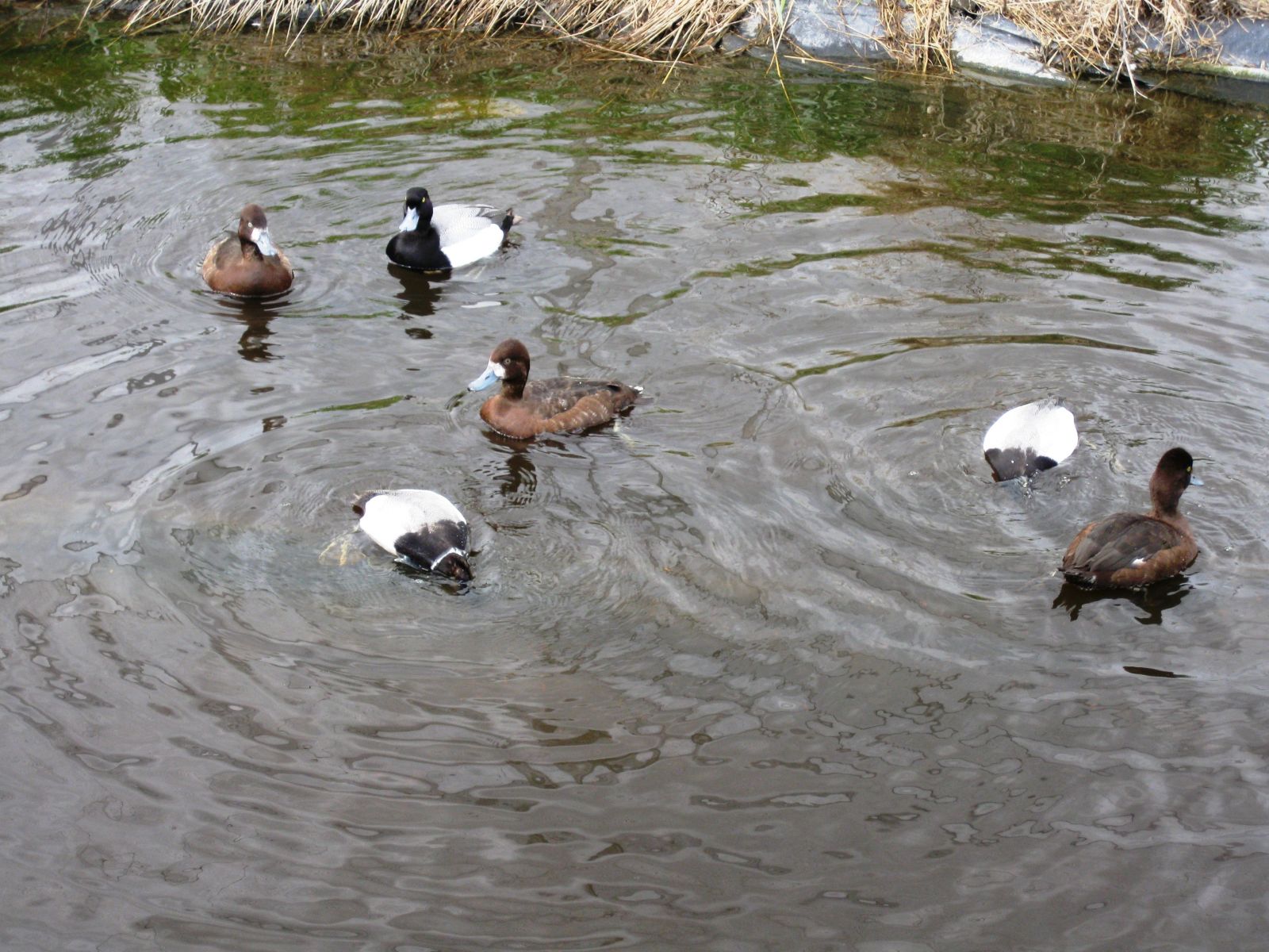 Lesser scaup (Aythya affinis, a common migratory diving duck) used in the study. Image courtesy Karen Machin.