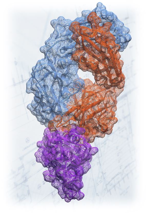 Molecular structure of the Frizzled signaling molecule as recognized by an antibody provides the blueprints for cancer therapeutic fine-tuning.