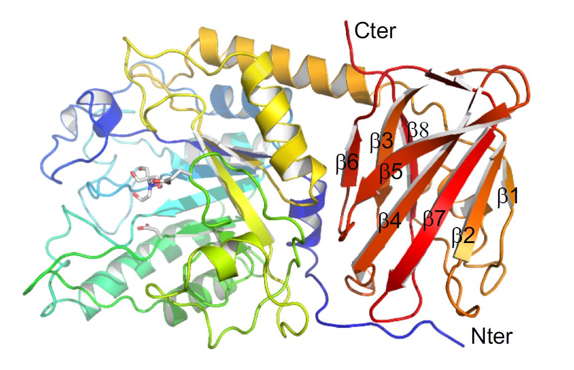 The 3D structure of an enzyme from the disease-causing bacterium Streptococcus pneumoniae.