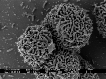 Planococcus halocryophilus bacterium growing at -15ºC in a 18% salt medium.