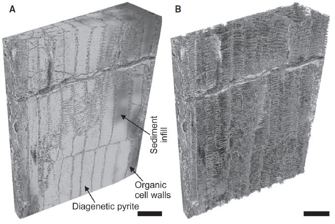 A - part of a reconstructed 3D block of A. chateaupannense preserved in 3D (left). B - organic structure of the P-type tracheid cells.