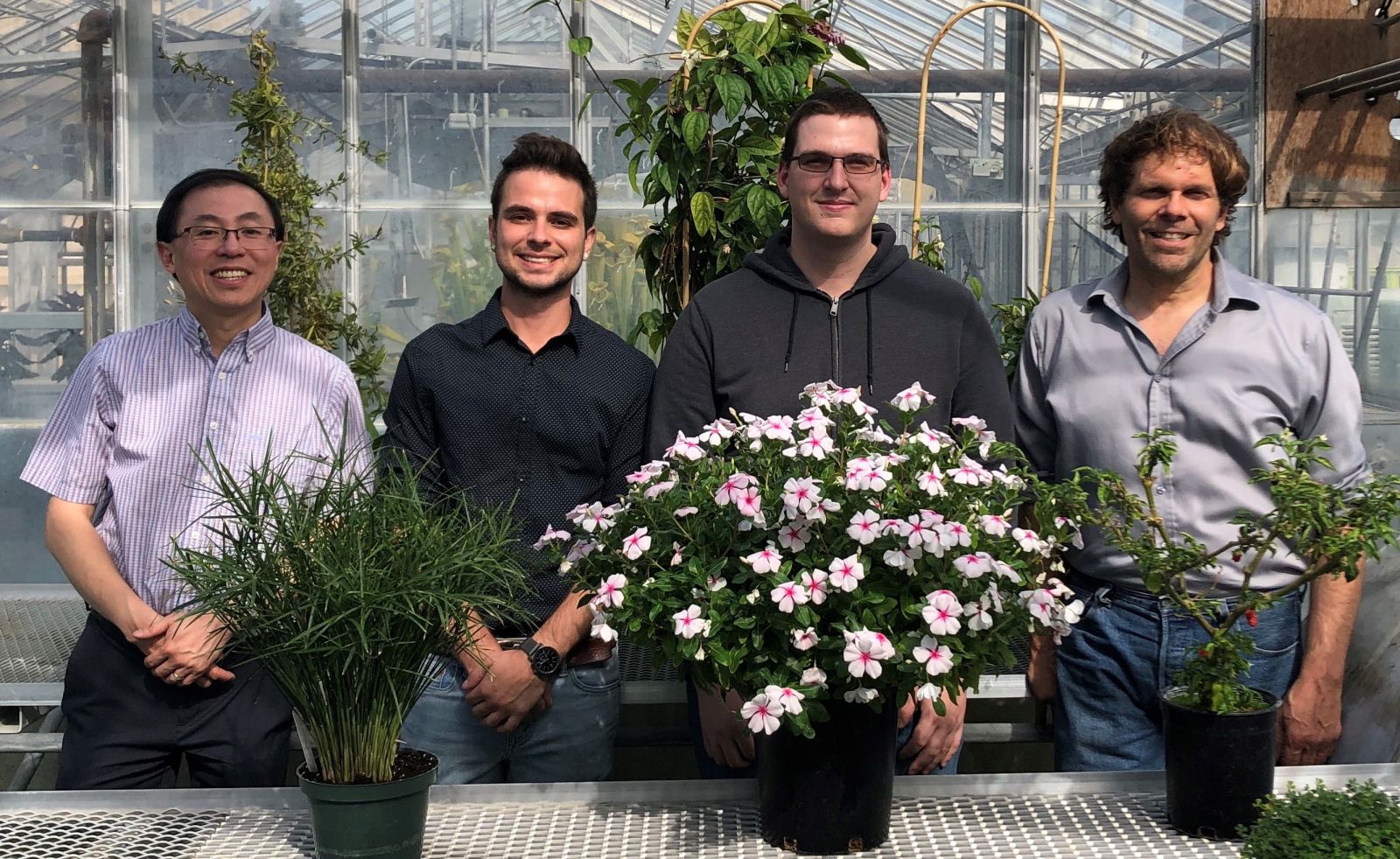 Image: A group photo of some of the researchers involved with this project. From left to right: Ken Ng (Professor and corresponding author), Jeremy Morris (PhD graduate and second author), Dean Lang (PhD student and first author), and Peter Facchini (Professor, CSO of Willow Biosciences and senior author). They pose in a greenhouse, behind some plants.