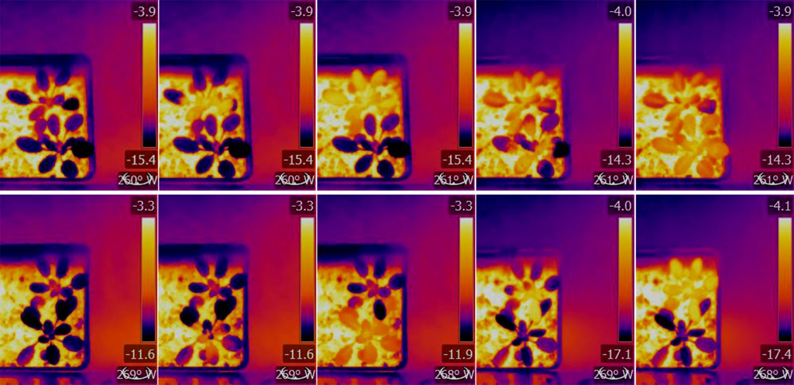 Using infrared thermography, the team could visualize heat stress in the plants.