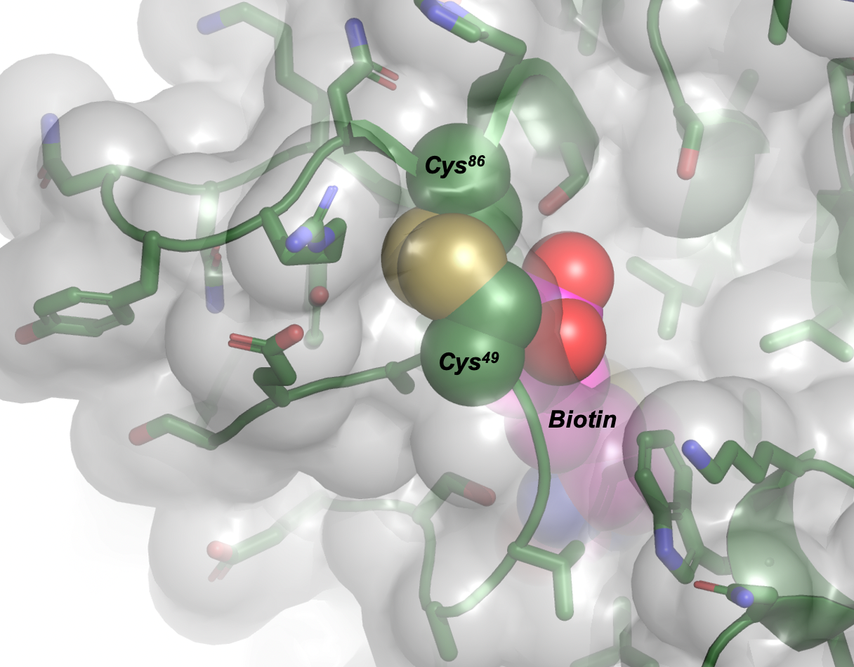 Trapped biotin: A crystal structure of the M88 mutein, determined at the CMCF beamline at CLS, reveals how the engineered disulphide formed between Cys49 and Cys86 (green spheres) partially block the exit pathway for biotin (magenta spheres).