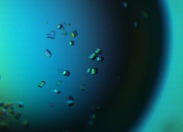 Scabin crystals as seen under a microscope.