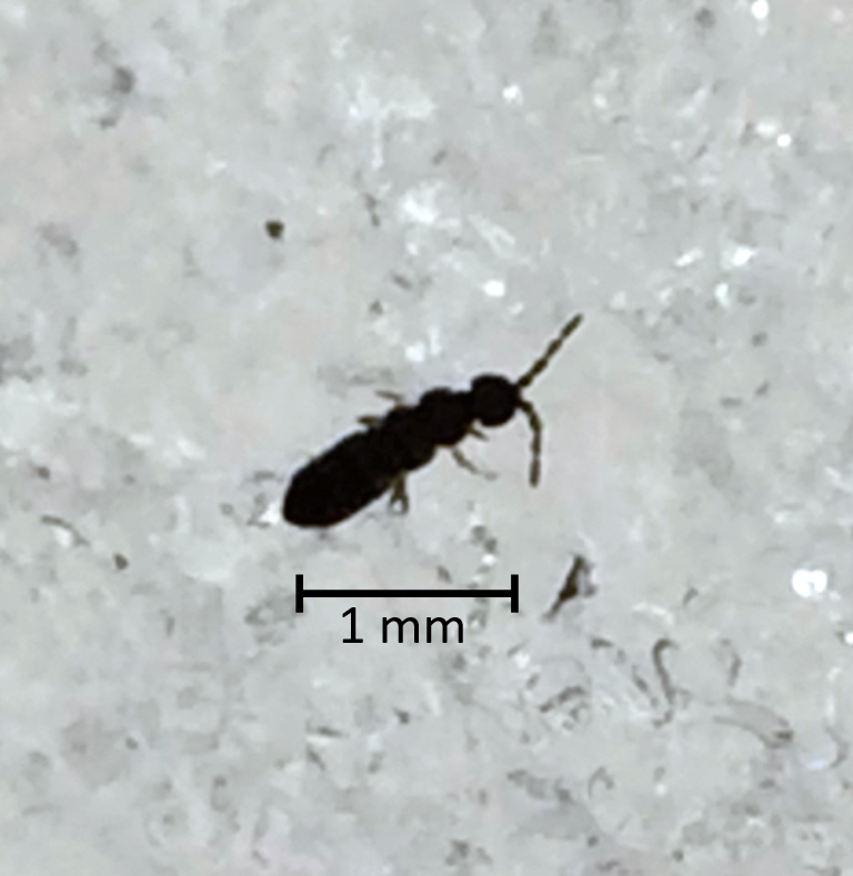 A snow flea (Granisotoma rainieri) that was collected in Japan by coauthor Dr. Sakae Tsuda.
