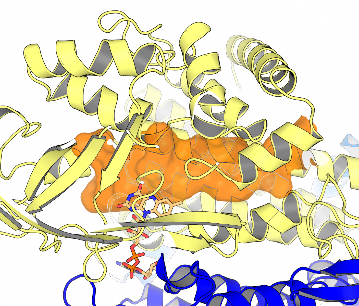 This rendering shows the shape of a tunnel (orange) where the substrate binds. Any drugs targeting this enzyme would need to fit to this pocket.