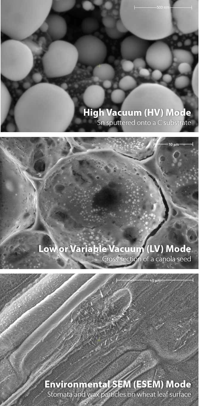 High Vacuum, Low Vacuum, and Environmental SEM Images