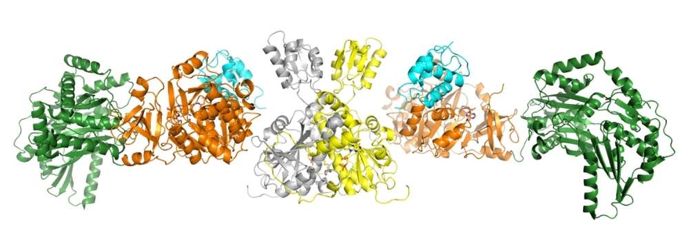 Crystal structure of the NRPS complex.