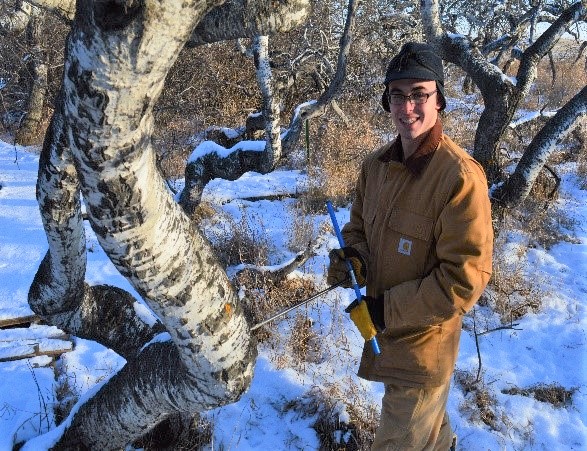 Student sampling a trembling aspen tree, which is used as part of the citizen science TREE program.