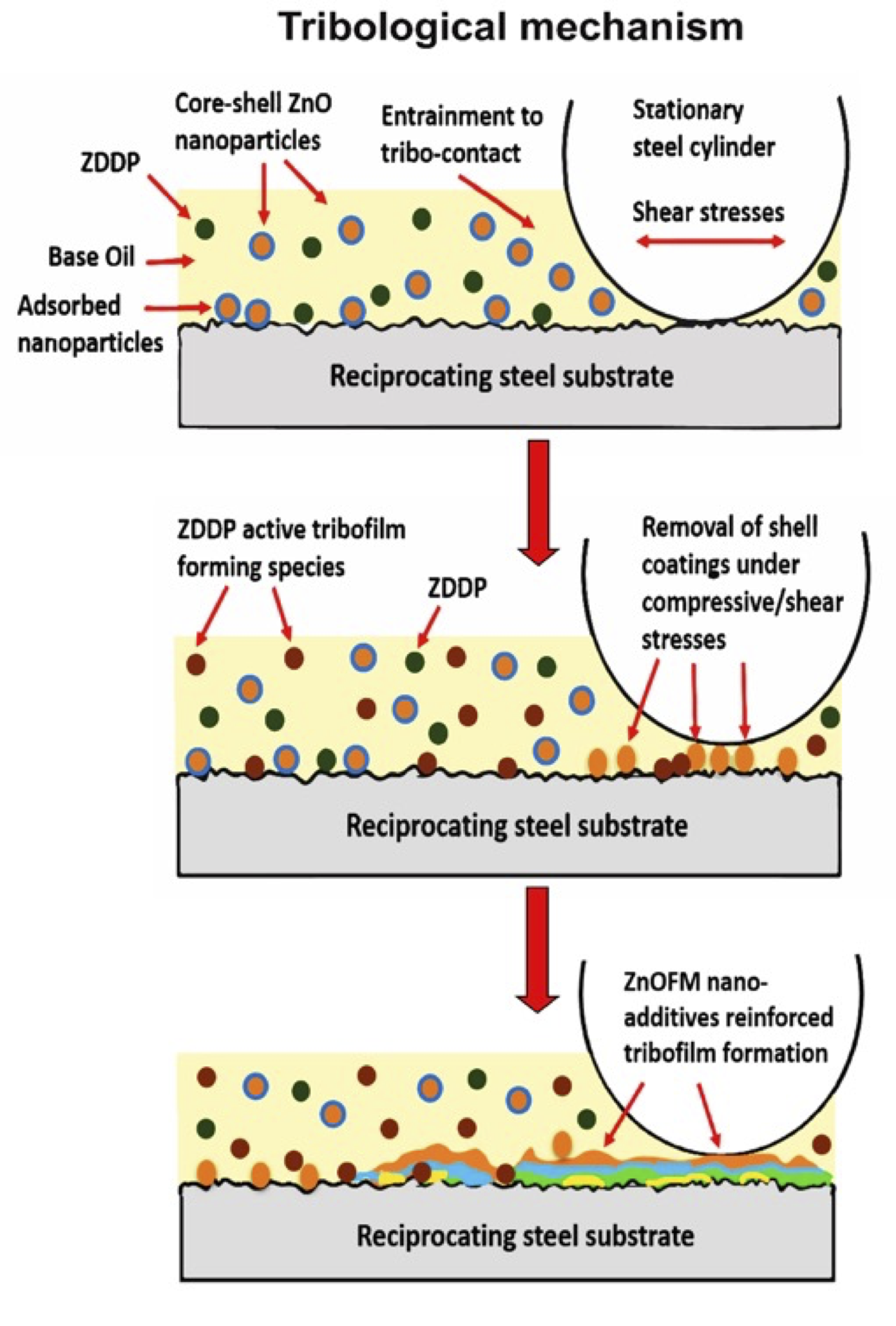 Anti-wear mechanism and tribofilm formation in the presence of lubrication containing fluorinated ZnO nanoparticles.