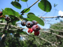 The Berry Project engages FNMI teachers, students and communities on food security, traditional diet, land-based gathering management, and synchrotron science.