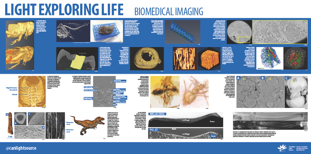 25-biomedical-imaging.jpg